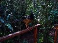 gal/holiday/Brazil 2005 - Foz do Iguacu Birds Sanctuary/_thb_Bird_Sanctuary_Iguacu_DSC07153.jpg